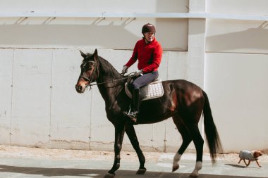 Kırmızı ceketli rahat bir binici, binicilik kulübünde yanında küçük bir köpek olan siyah bir ata binerken arkasına bakar..
