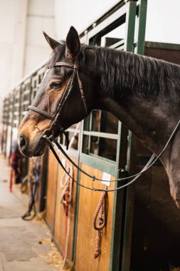 Ahırdaki bir atın kafasının detaylı görüntüsü, hayvanın dizginlerini ve sakinliğini gösteriyor..