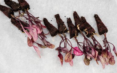 Canlı mor yaprakları ve kök sistemleri olan taze pancar tohumları, bir bahçeye ya da çiftliğe düzgünce yerleştirilmiş ve hazırlanmış. Organik tarım kavramı.