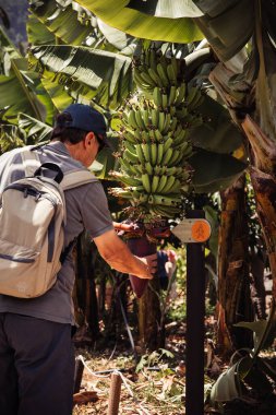 Kafkasyalı yaşlı bir adam güneşli bir günde muz çiftliğini keşfediyor.