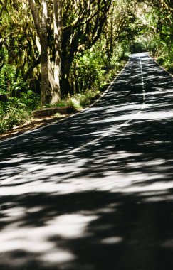 Asphalt road without traffic surrounded by trees in a natural forest setting