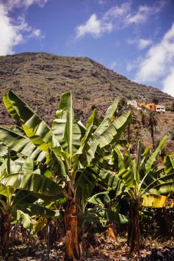 Scenic view of banana trees with a mountainous backdrop on a sunny day