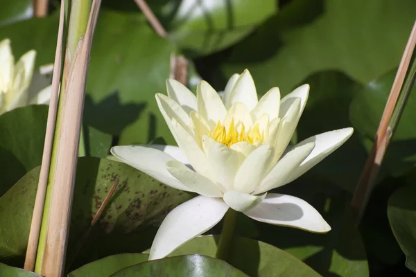 Beautiful blossomed white water lily on the pond. A white lily flower in the park. Spring. Flowering water lily