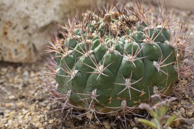 Dikenli yeşil kaktüs topu