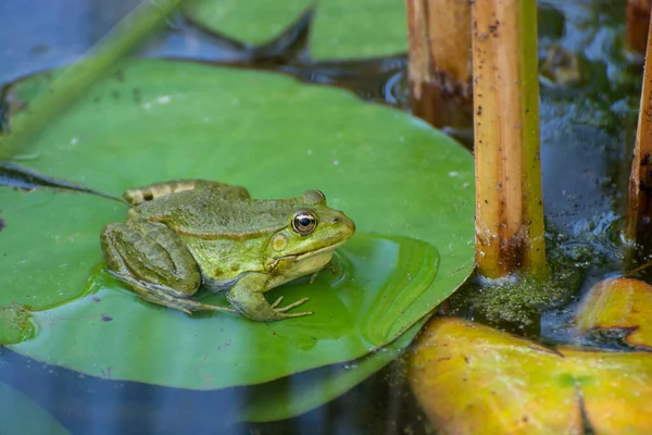개구리는 연못에 백합의 스톡 사진