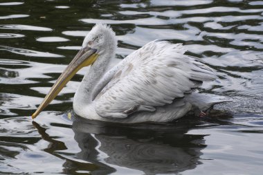 Gölette benekli tüyleri olan beyaz bir pelikan.