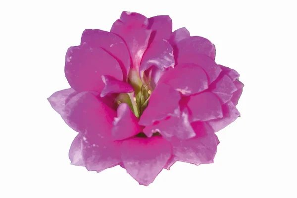 Ilustración Una Flor Coral Rosa Ilustración Una Flor Rosa Una — Vector de stock