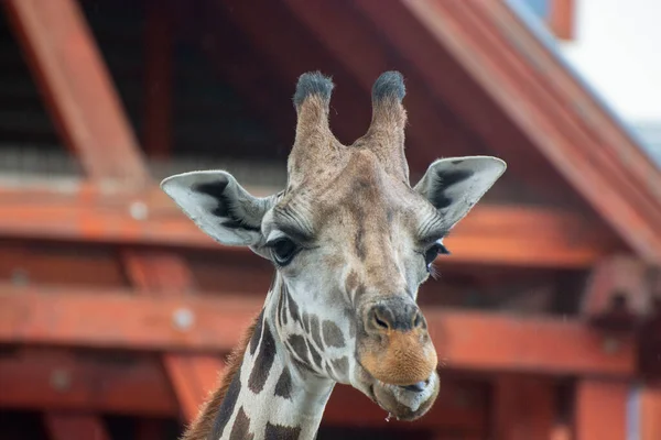 Full face photo of the giraffe\'s head. Wild giraffe animal. The head of the giraffe is full face. Giraffe Photo