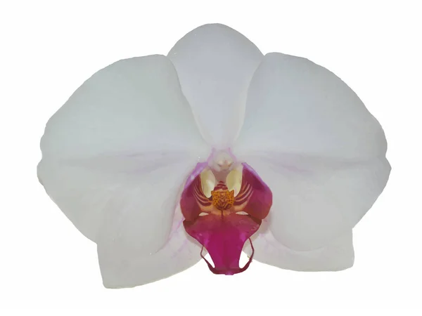 Ilustración Una Flor Orquídea Blanca Sobre Fondo Blanco Orquídea Blanca — Vector de stock
