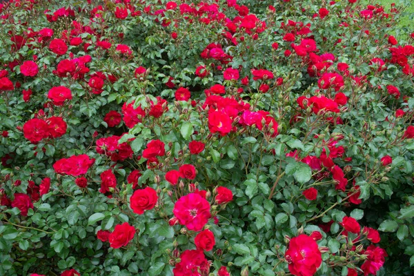 Поле Цветущих Малиновых Роз Фон — стоковое фото