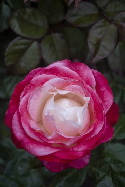 Hermosa Rosa Floreciente Con Pétalos Blancos Rosados — Foto de Stock