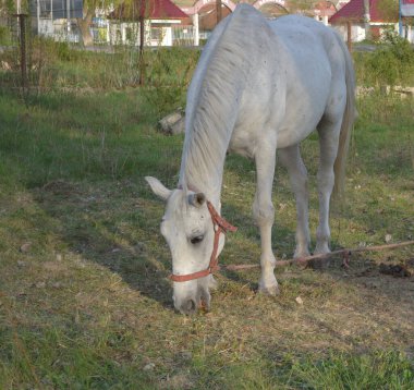 Beyaz at yeşil çimenleri çimdikler. Vahşi Hayvanlar Dünyası Beyaz At