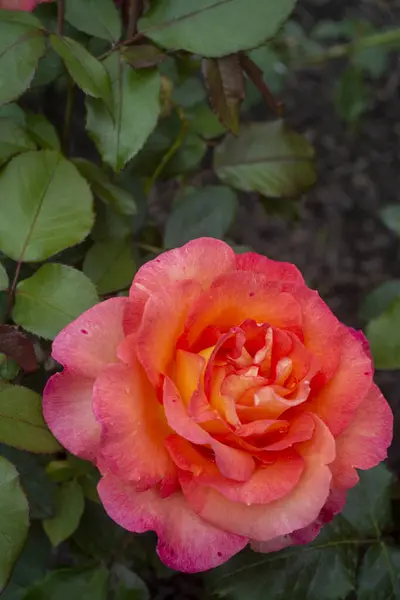 Ανθισμένο Πορτοκαλί Ροζ Τριαντάφυλλο Στον Κήπο Ένα Τριαντάφυλλο Στον Κήπο — Φωτογραφία Αρχείου