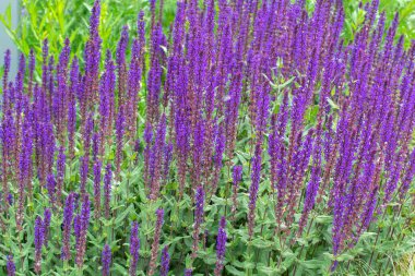 Sahada birkaç lavanta sapı var. Lavanta çiçekleriyle benekli tarla