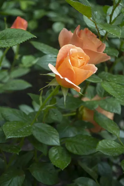 Delicate bud of orange color rose in the garden. Just beginning to bloom rosebud. Orange rose