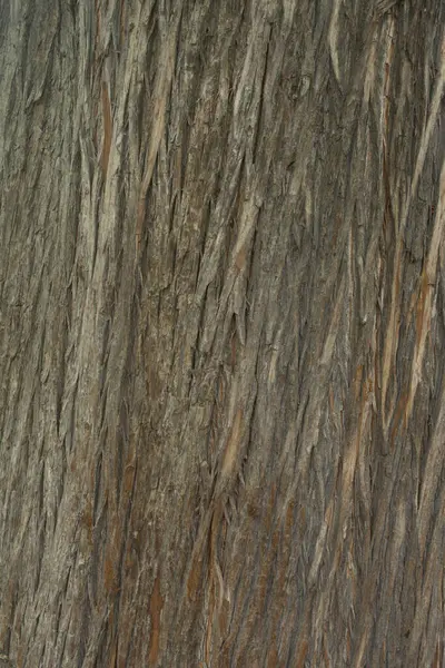 Wooden texture. Bark of an ancient tree. Old Tree Texture Background