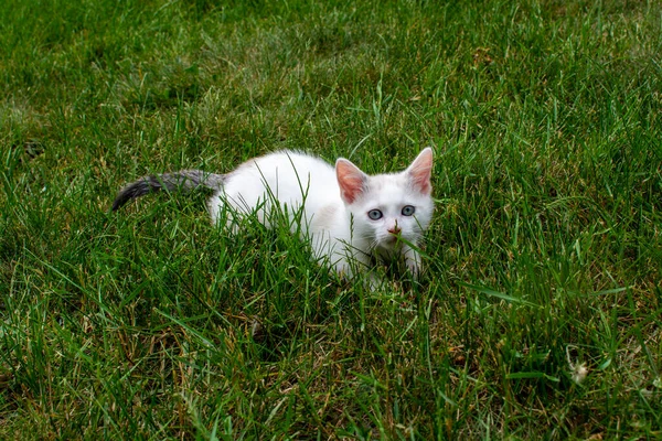 White Little Kitten Gray Tail Hides Grass Pet White Cat — Stock Photo, Image