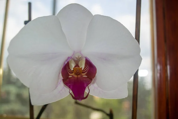 Photo A white orchid flower. The orchid is white. Orchid Flower White Photo Floristics Flowers