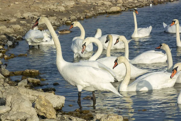 A whole pack of beautiful white swans. A pack of white swans on the pond. Wild birds white swans
