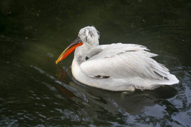 Parlak siyah turuncu gagalı beyaz bir pelikan arkasını döndü ve diğer tarafa yelken açtı.