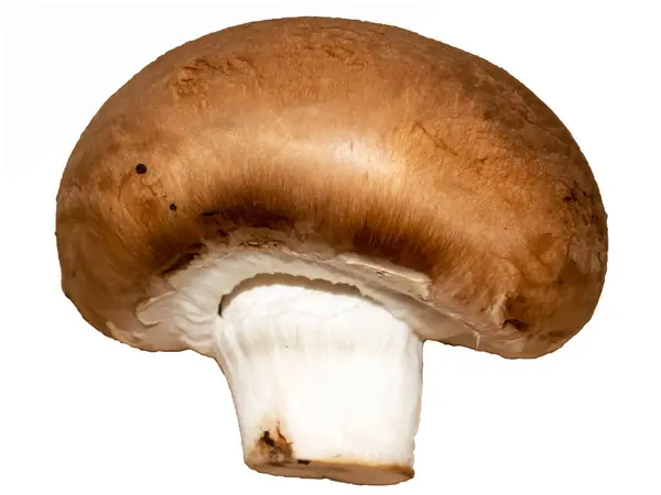 Brown Champignon White Background Illustration One Mushroom Brown Champignon Illustration — Stock Vector