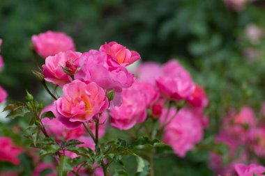 Parkta güllerle dolu pembe bir gül dalı