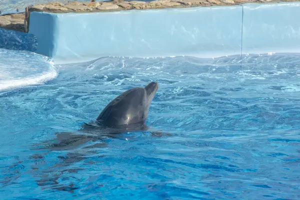 Delfíní Hlava Dívá Vody Delfín Klidně Plave Jezírku — Stock fotografie