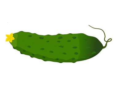 Beyaz arka planda sarı çiçekli yeşil salatalık. Sebze yeşili salatalık.