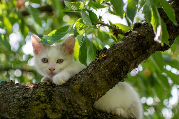 Little white kitten climbed a tree with cherries