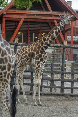 Bir zürafanın fotoğrafını yukarı çek. Vahşi zürafa hayvanı. Tam boy bir zürafa. Fotoğraf zürafaları.