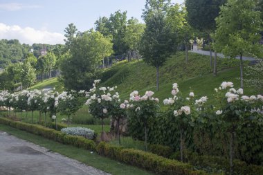 Parkta gülleri olan beyaz ve yumuşak pembe ağaçlar. Budapeşte Macaristan