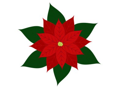 Noel çiçeği. Poinsettia Çiçeği. Poinsettium illüstrasyonu. Parlak kırmızı bir çiçek geleneksel olarak yeni yıl ve Noel tatilleri boyunca evde bir dekorasyon görevi görür.