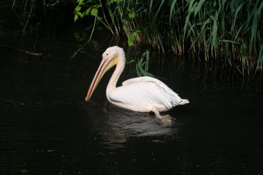 Gagası sarımsı olan güzel beyaz bir pelikan gölet boyunca sakince yelken açar.