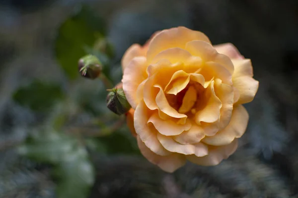 Prachtige Oranje Roos Opgelost Tuin Bloeiende Bloem Roos — Stockfoto