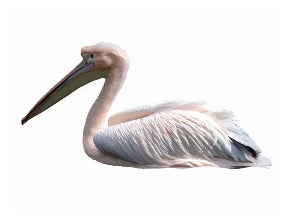 Один Дикий Пелікан Білому Тлі Ілюстрація Рожевого Пелікана Білому Тлі — стоковий вектор