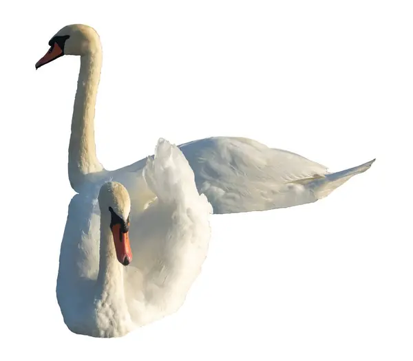 Иллюстрация Пара Белых Лебедей Белом Фоне — стоковый вектор
