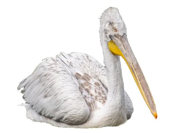 白い背景にペリカンのイラスト 白い背景に野生のペリカン鳥 — ストックベクタ