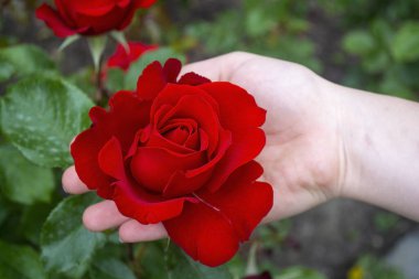 Bir çiçek, bir kızın narin ellerinde kırmızı bir güldür. Çiçek kırmızı bir güldür. Elde gül