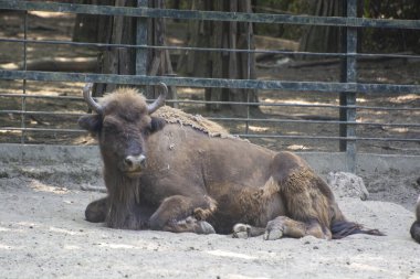 Avrupalı bir bizonun fotoğrafı. Bir Avrupalı bizon. Hayvanlar Dünyası. Vahşi yaşam