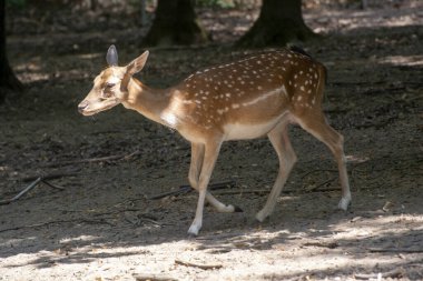 Yalnız Avrupalı bir dişi geyiğin acelesi var.