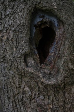 İçi boş ahşap dokular. Tahta doku. Ahşap arkaplan