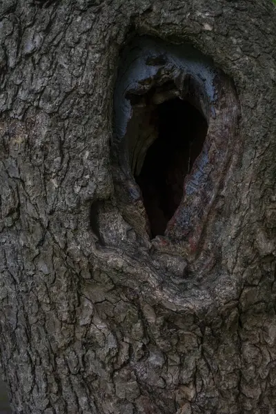 İçi boş ahşap dokular. Tahta doku. Ahşap arkaplan