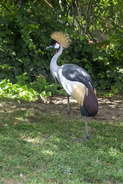Photo a bird black crowned crane. Beautiful big bird black crowned crane