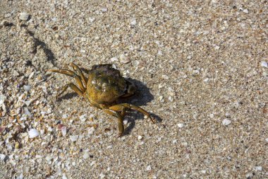 Deniz kıyısındaki yengeç güneşte ısınır. Karada yengeç. Deniz kıyısında yaşayan yengeçler