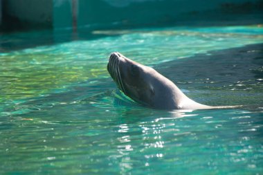 Deniz aslanı sudan dışarı baktı. Deniz aslanı kafasını sudan dışarı çıkardı. Deniz Aslanı Başı