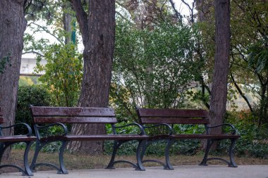 Parktaki banklar uzun antik ağaçların altında. Şehir parkındaki ahşap banklar.