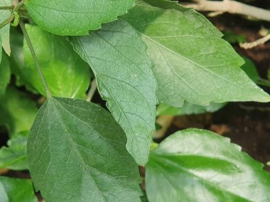 Bir yaprak filizi. Yeşil yapraklardan oluşan yeşil arkaplan