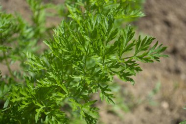 Bahçe yatağında yeşil maydanoz filizi yetişiyor. Maydanoz yaprakları. Yemek için çeşni