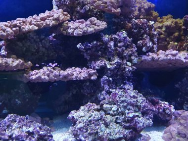 Pembe ve mor mercanlar. Arkaplan deniz mercanları çok renkli