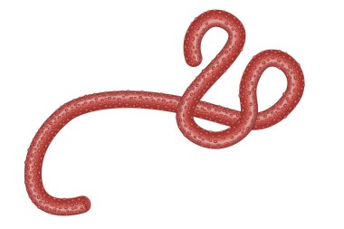 Ebola virus on a white background. Illustration of Ebola virus. Bacteria, virus , epidemic. Realistic 3d virus Ebola clipart